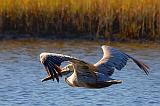 Pelican In Flight_27553